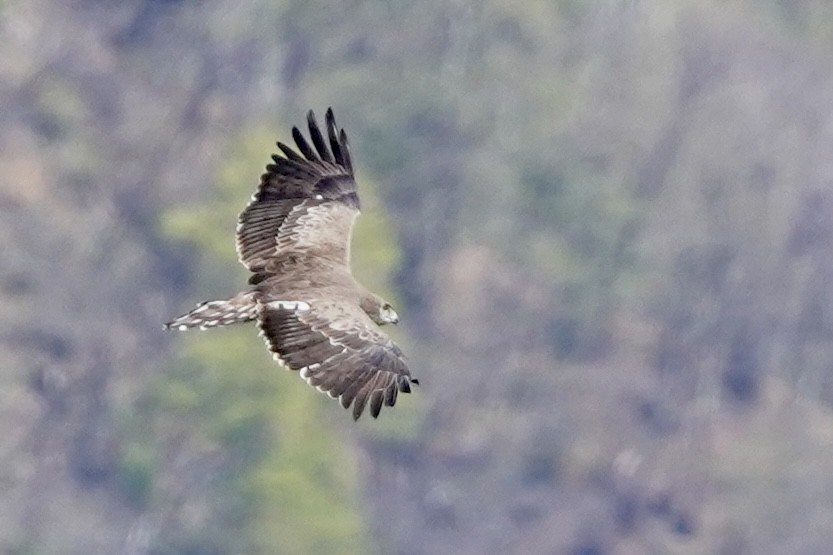 Short-toed Snake-Eagle - ML617789559