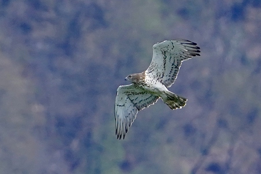 Short-toed Snake-Eagle - ML617789560