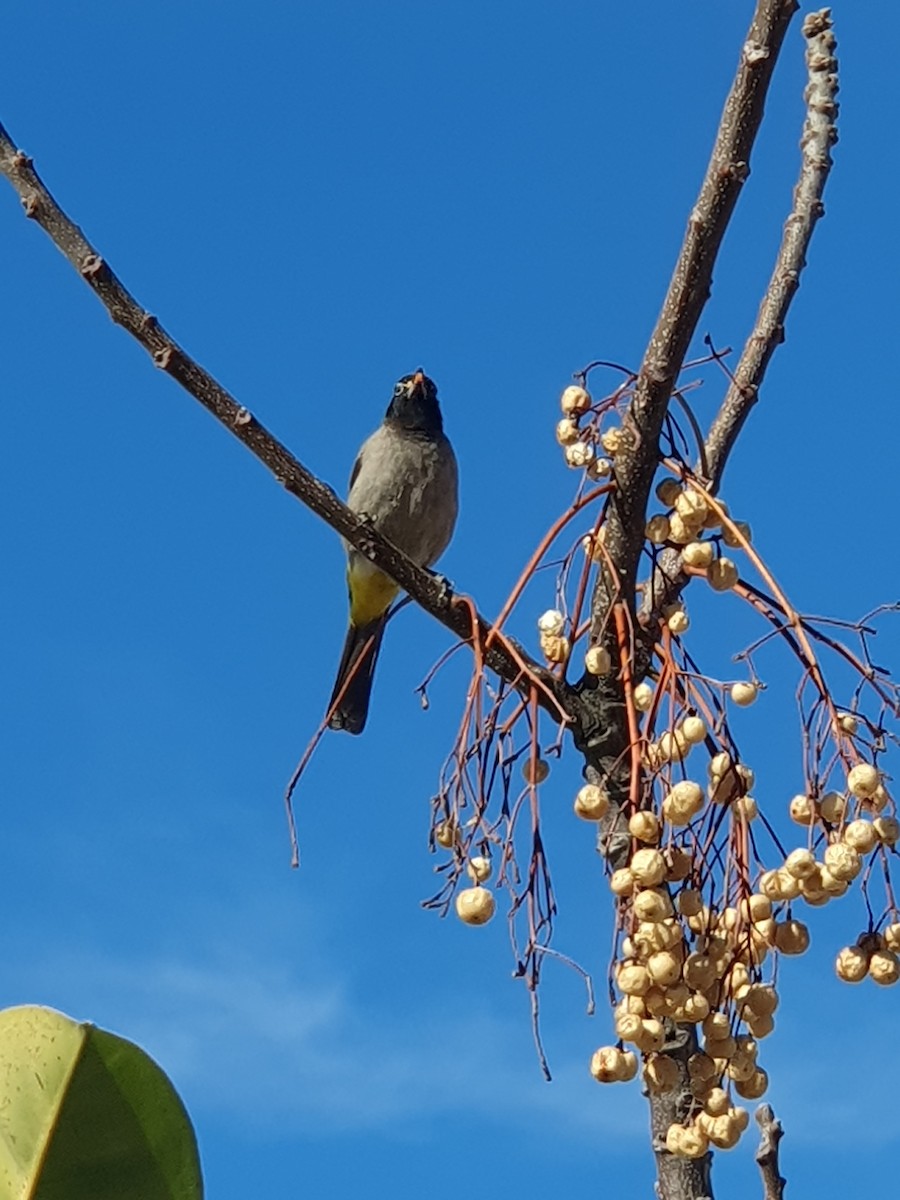 White-spectacled Bulbul - Aleksandr Kondratev