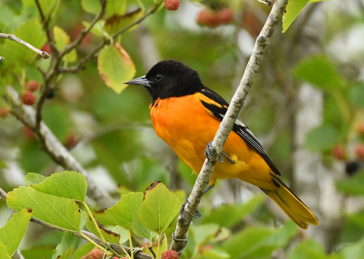 Baltimore Oriole - Jen S