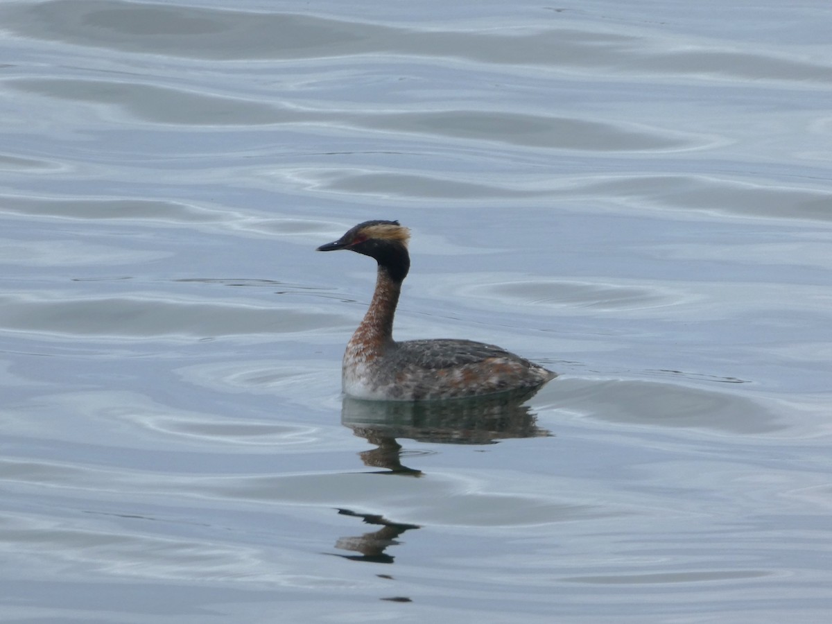 Horned Grebe - Graeme Spinks