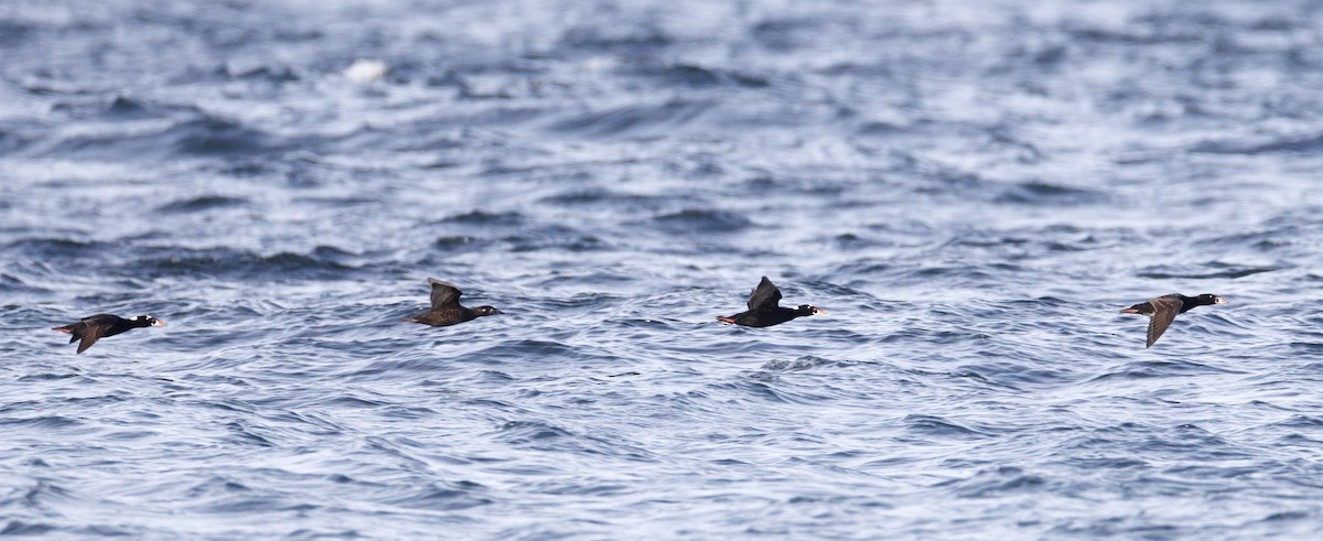 Surf Scoter - Joe Oliverio