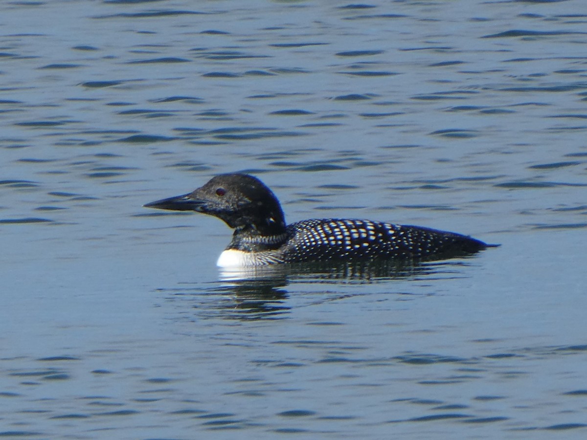 Common Loon - Graeme Spinks