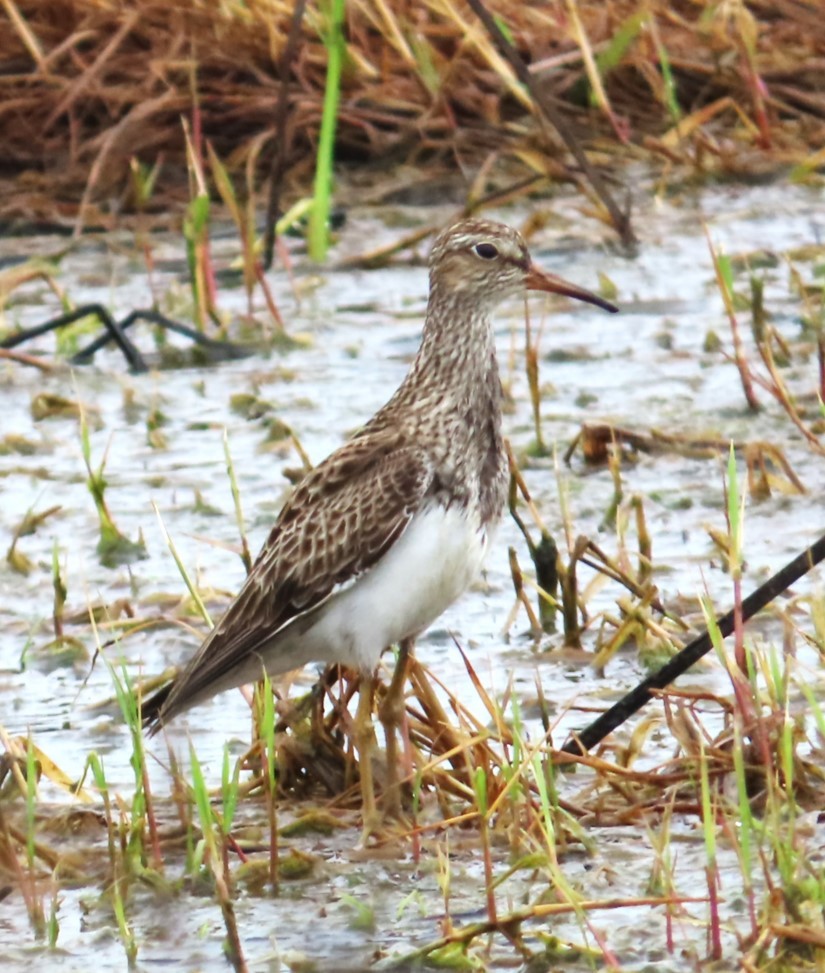 Graubrust-Strandläufer - ML617789688