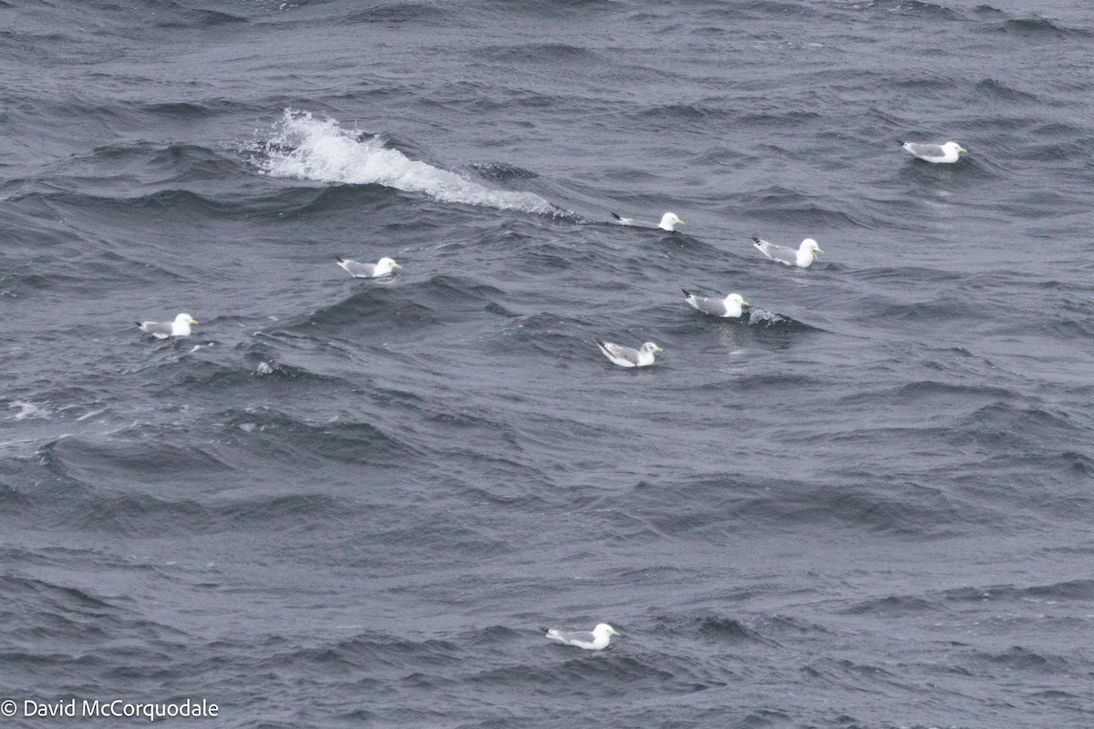 Black-legged Kittiwake - ML617789710