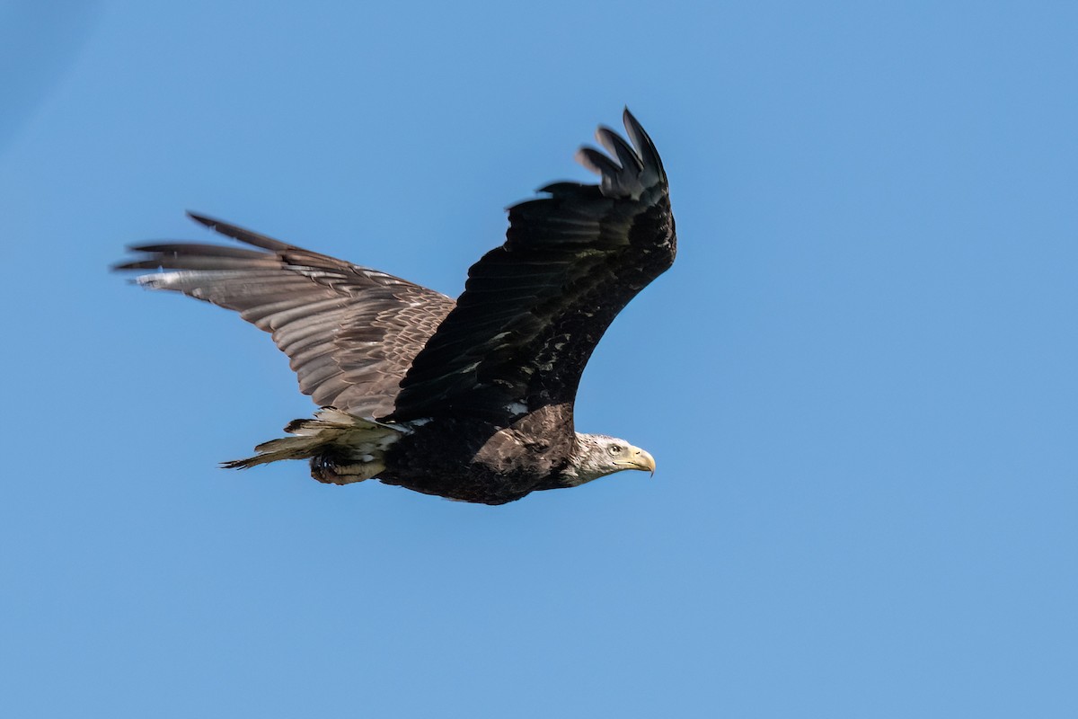 Weißkopf-Seeadler - ML617789714