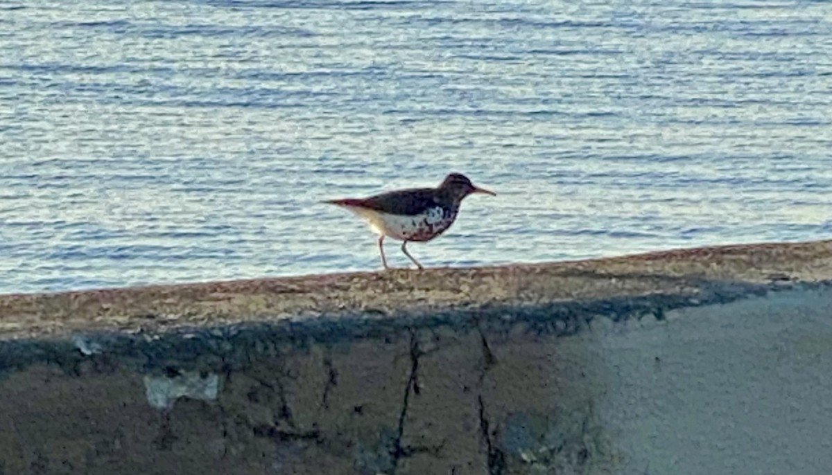 Spotted Sandpiper - ML617789782