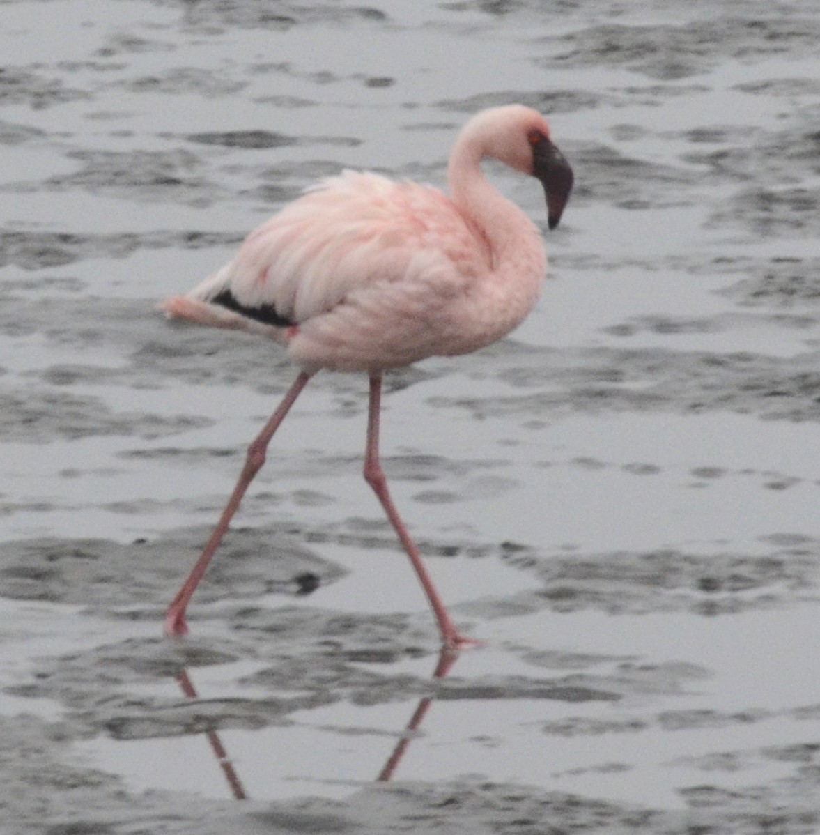 Lesser Flamingo - Bill Hopping