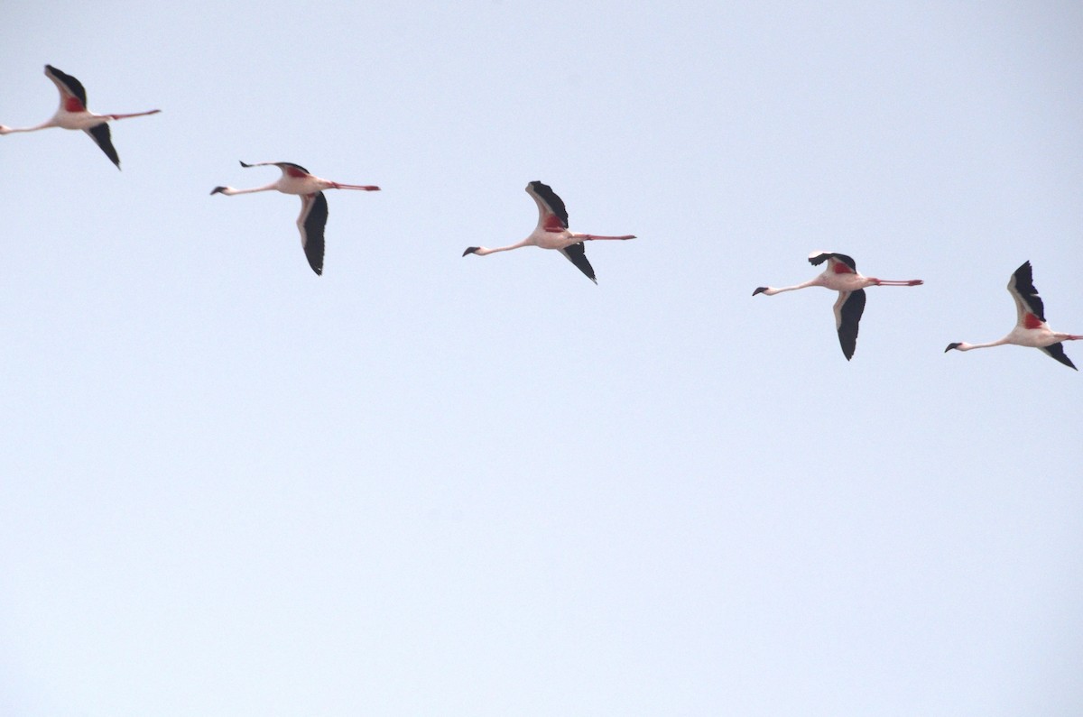 Lesser Flamingo - ML617789796