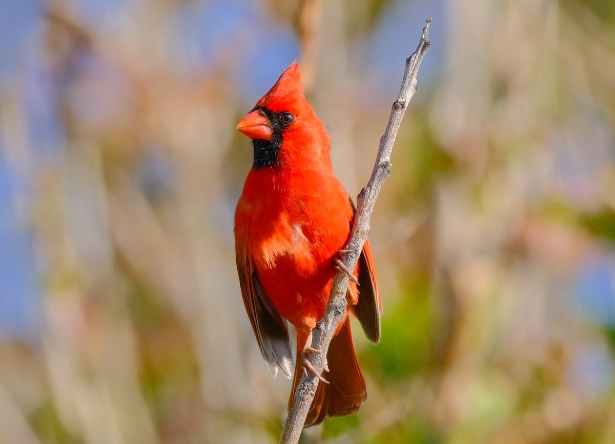 Northern Cardinal - Andrea Webb