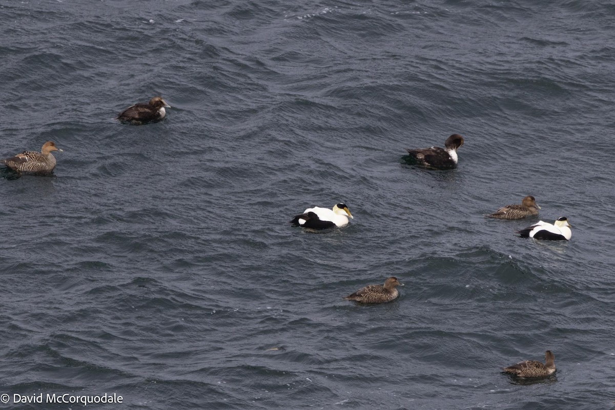 Common Eider (Dresser's) - David McCorquodale