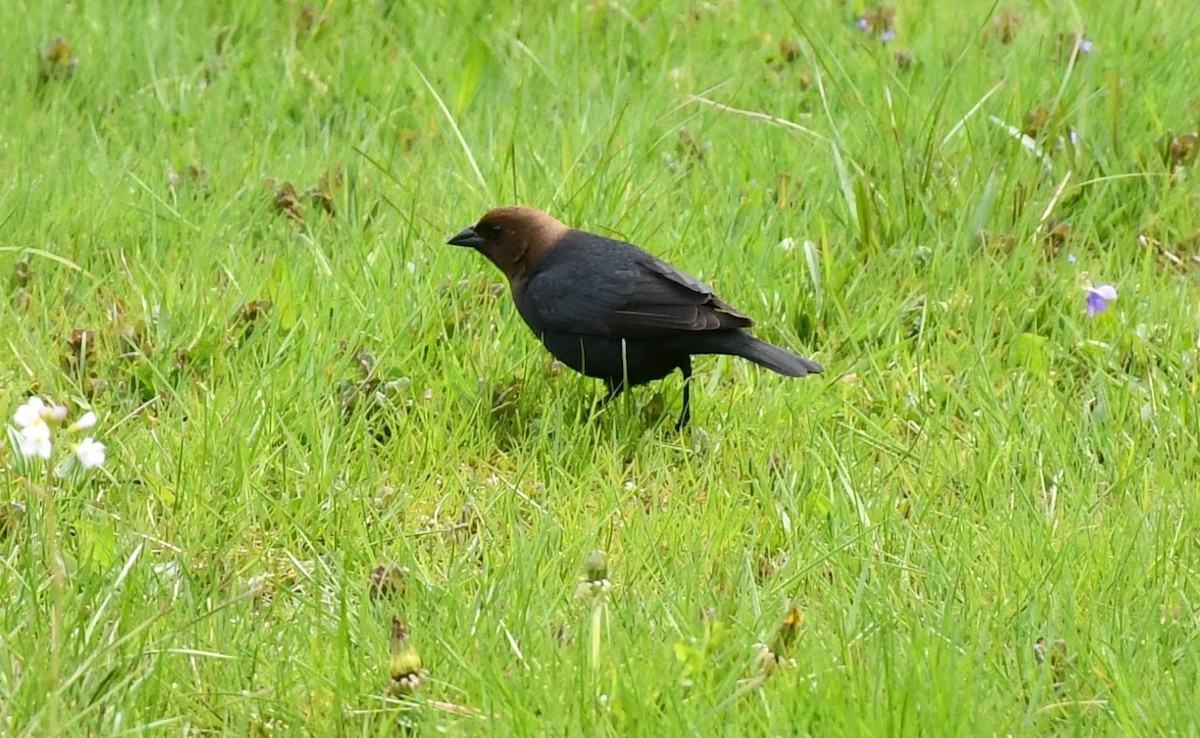 Brown-headed Cowbird - ML617789855