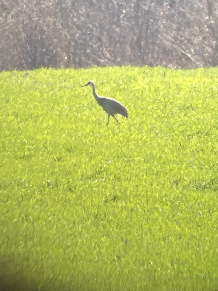 Sandhill Crane - Bill Lafley