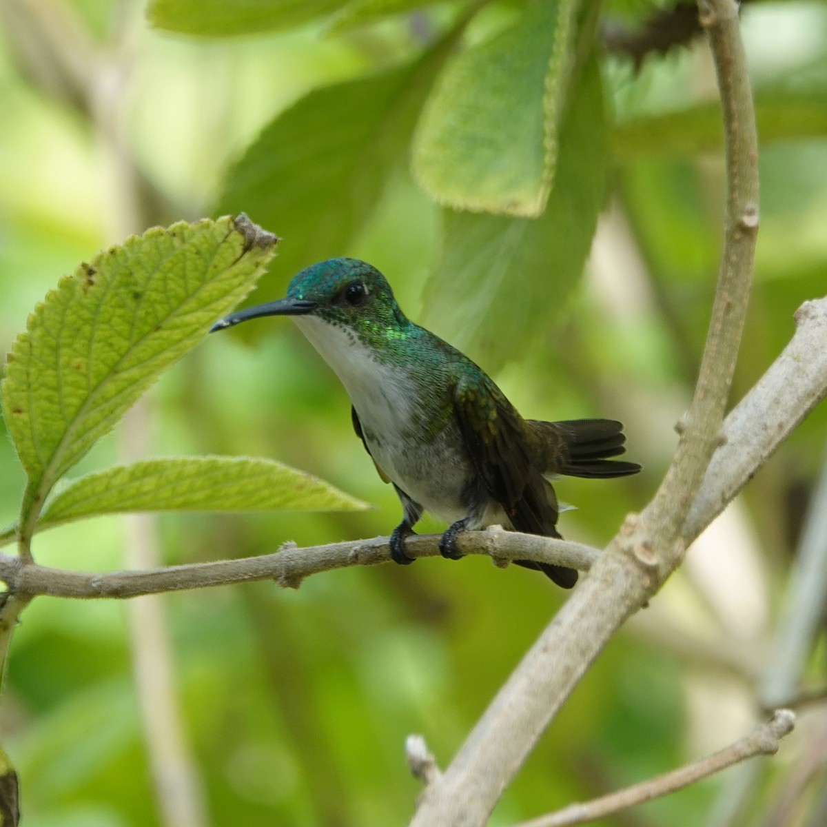 White-chested Emerald - Jenny Vogt