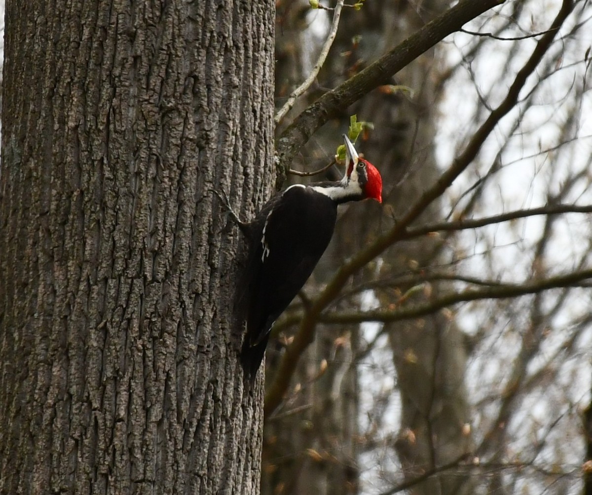 Pileated Woodpecker - ML617789921