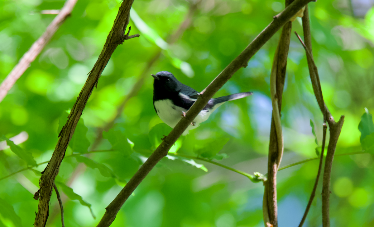 Black-throated Blue Warbler - Heather Buttonow