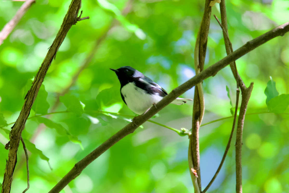 Black-throated Blue Warbler - Heather Buttonow