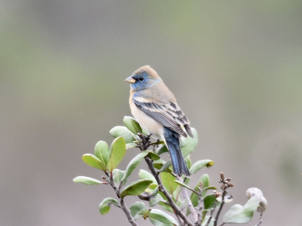 Lazuli Bunting - Patricia Langen