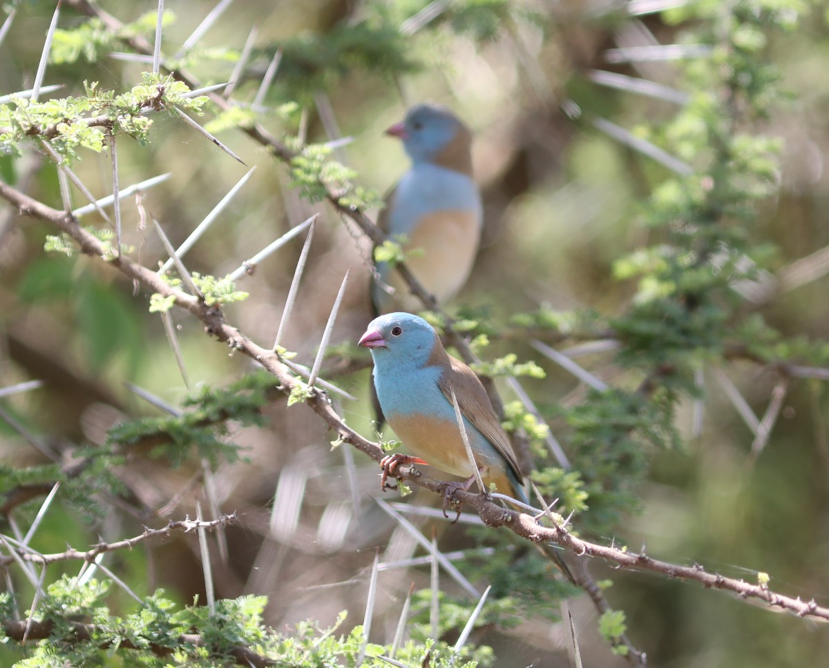 Blue-capped Cordonbleu - Rohan van Twest