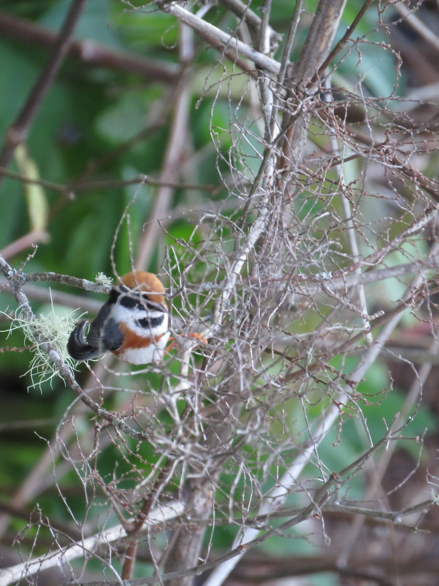 Black-throated Tit (Black-throated) - Sarah Schmidt