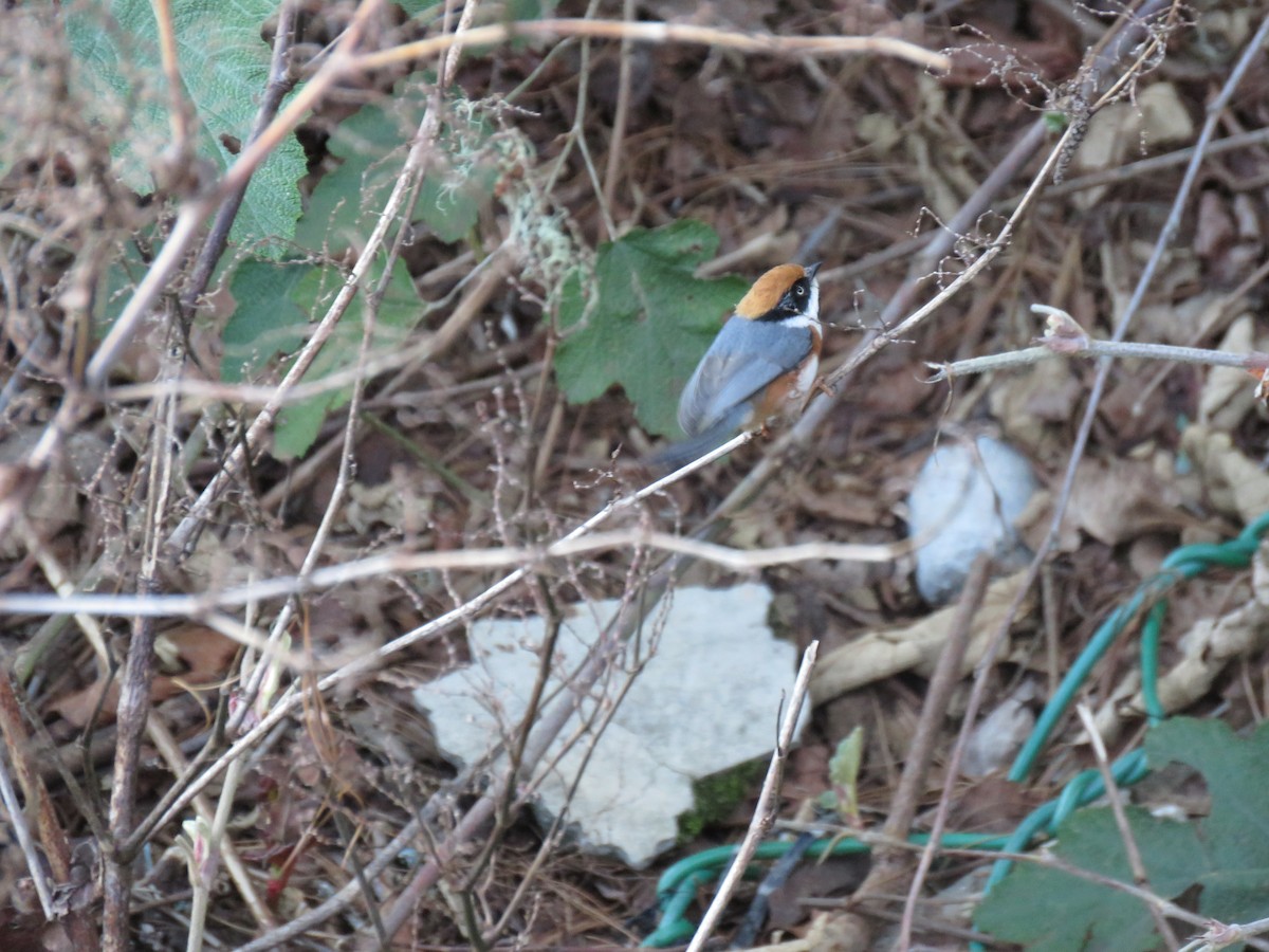 Black-throated Tit (Black-throated) - ML617789984