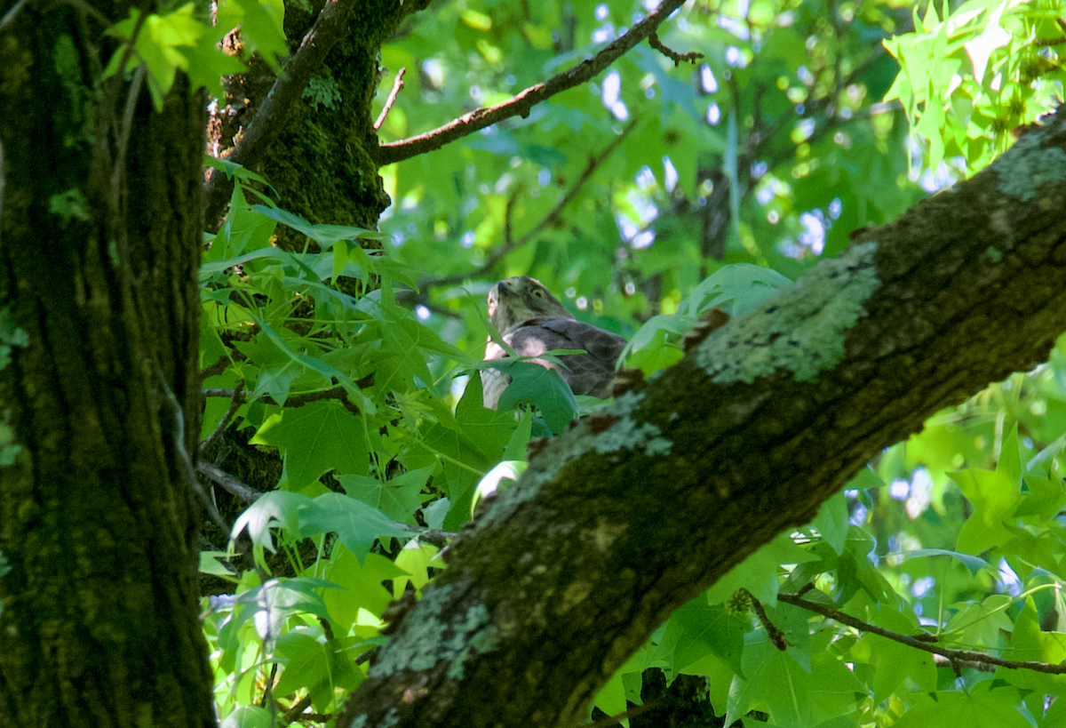 Broad-winged Hawk - Heather Buttonow