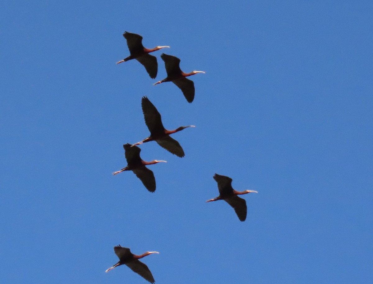 White-faced Ibis - ML617790012