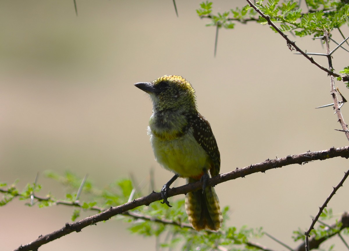 D'Arnaud's Barbet (Usambiro) - ML617790073