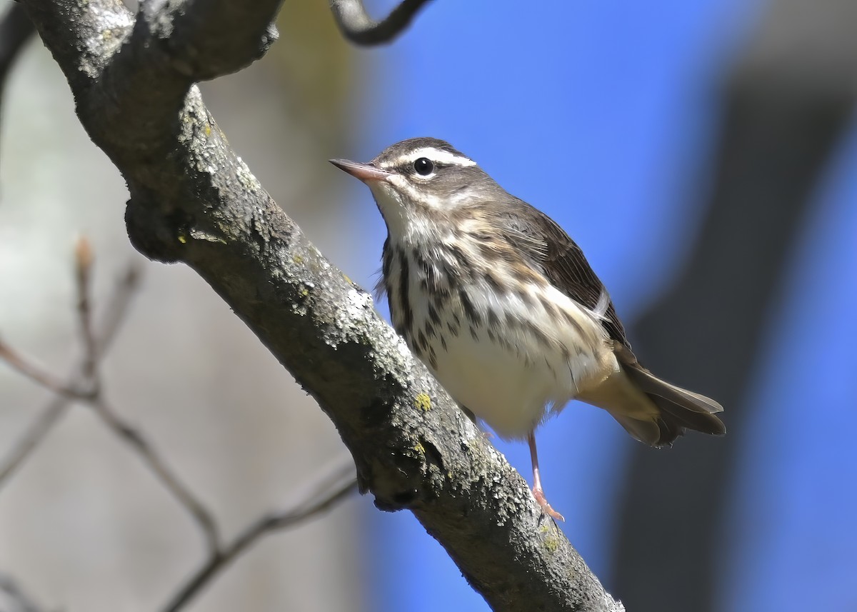 Louisiana Waterthrush - Alan Bloom