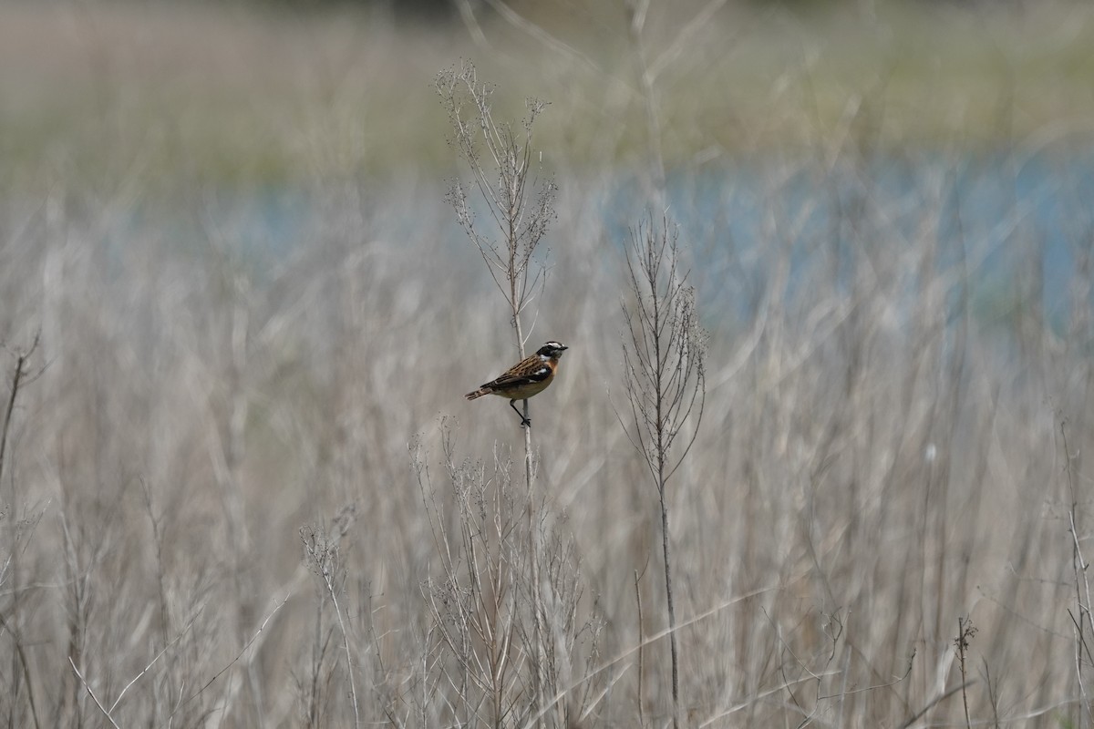 Whinchat - ML617790122