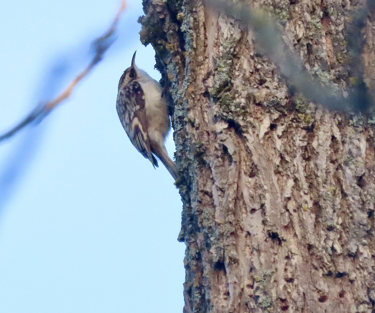 Brown Creeper - ML617790136