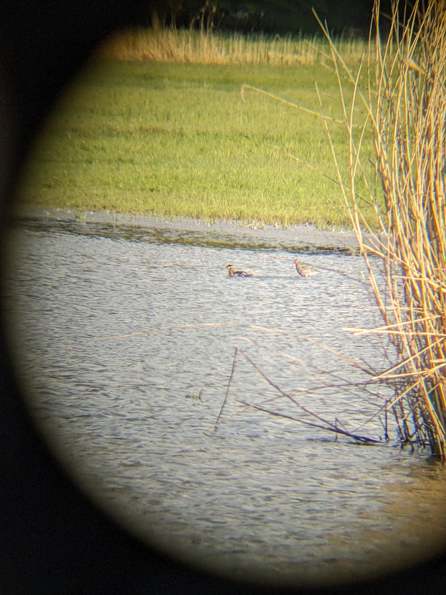 Blue-billed Teal - ML617790146