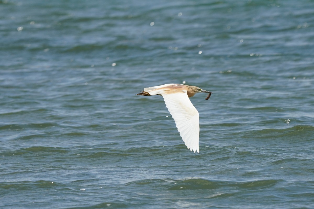 Squacco Heron - ML617790150