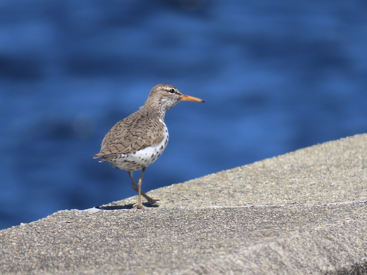 Spotted Sandpiper - ML617790158