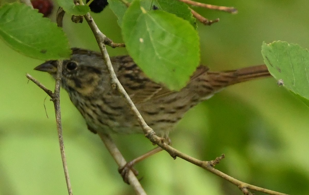 Lincoln's Sparrow - ML617790162