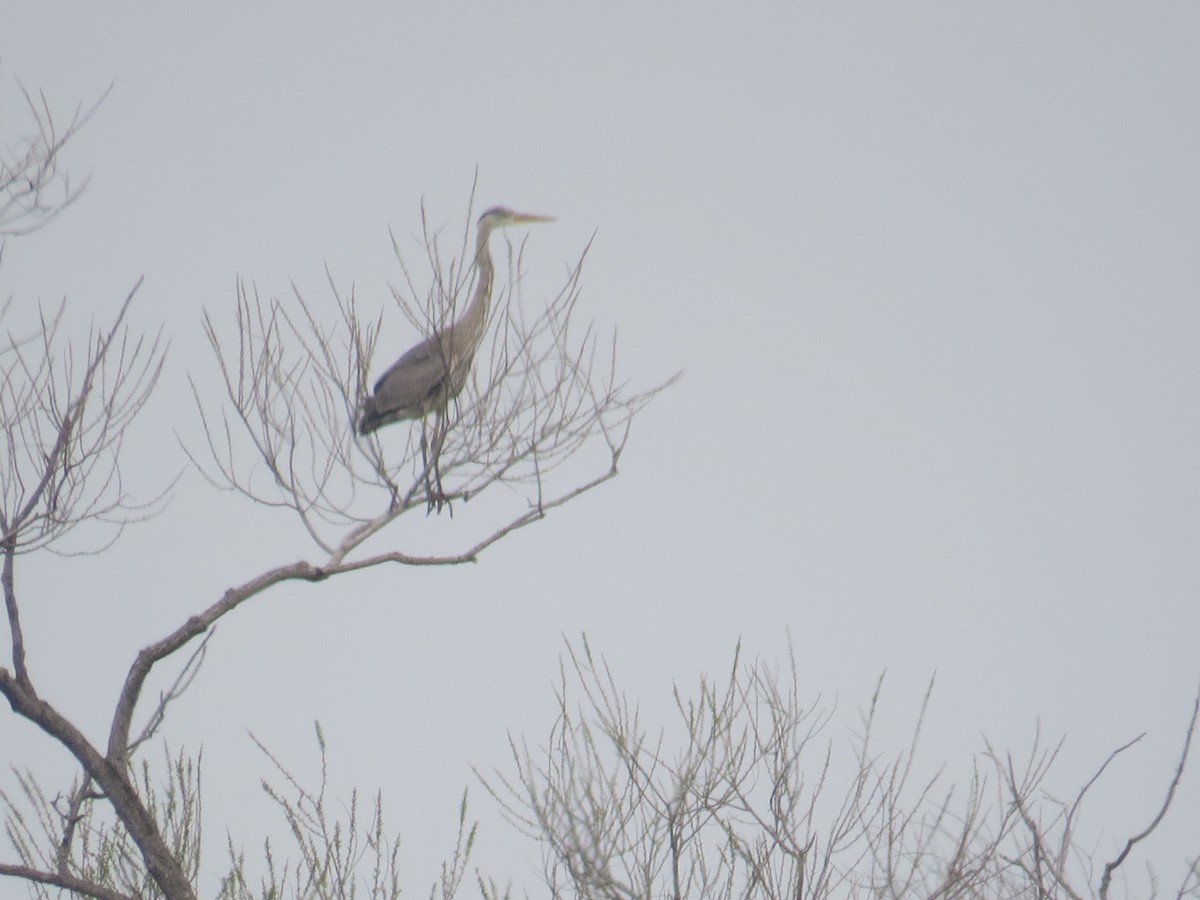 Great Blue Heron - Robin Rivet