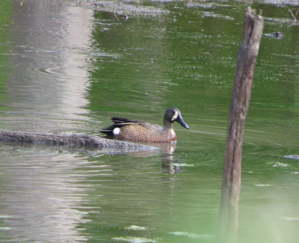 Blue-winged Teal - carolyn mcallaster