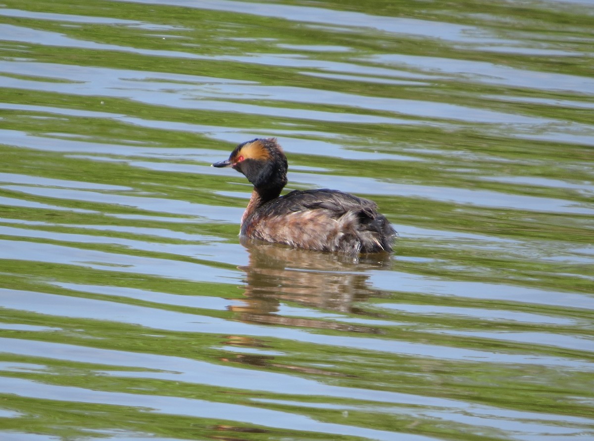 Horned Grebe - ML617790201