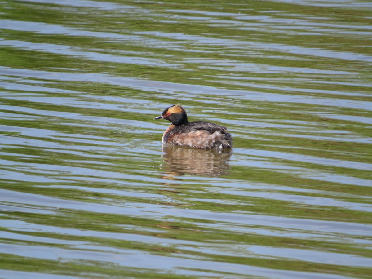 Horned Grebe - ML617790203