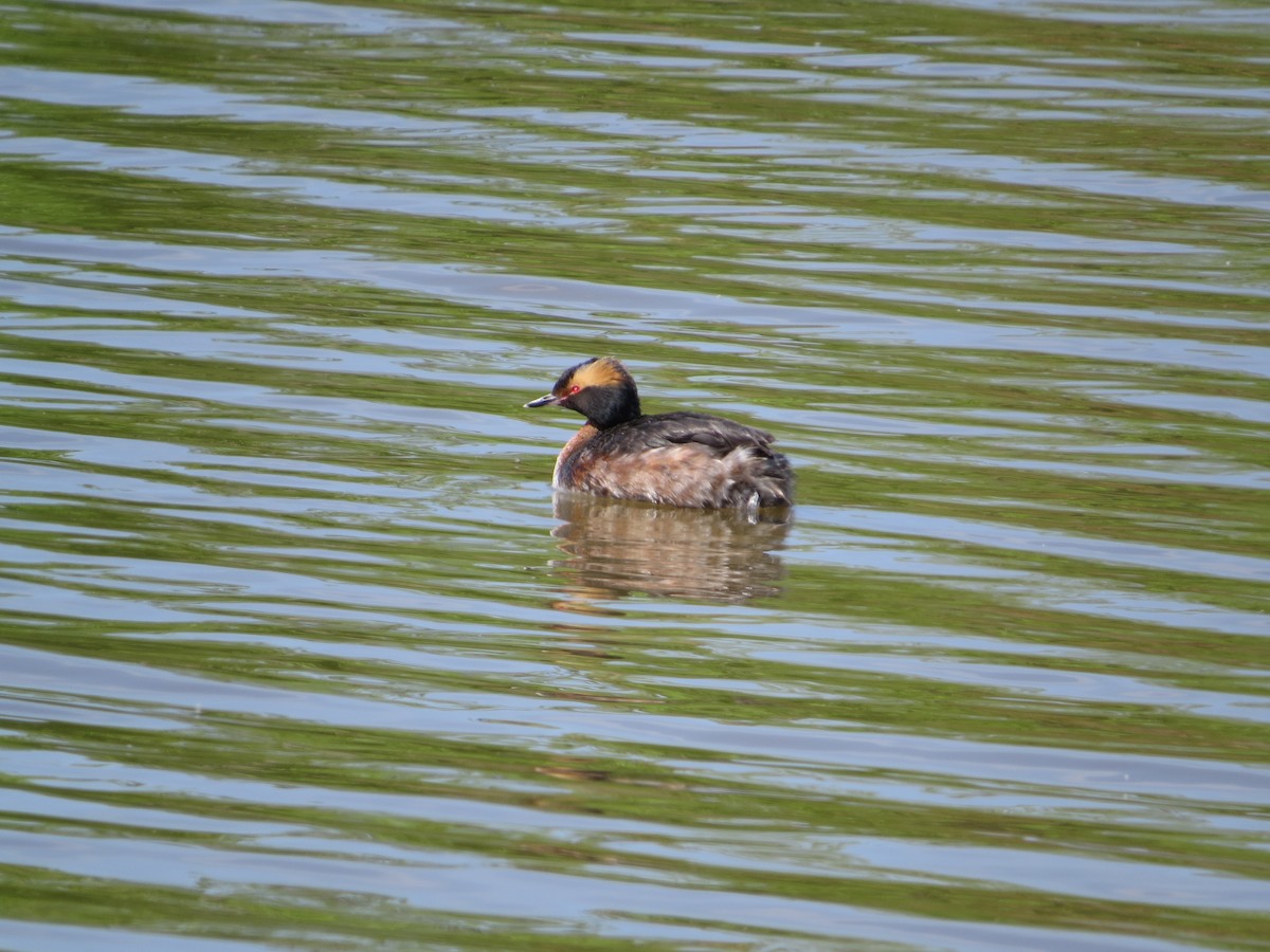 Horned Grebe - ML617790203