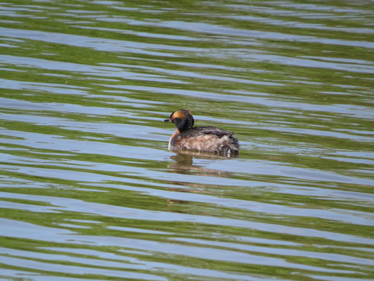 Horned Grebe - ML617790204