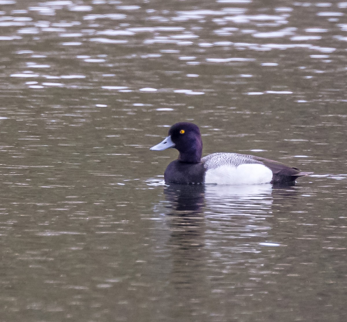 Greater Scaup - ML617790205