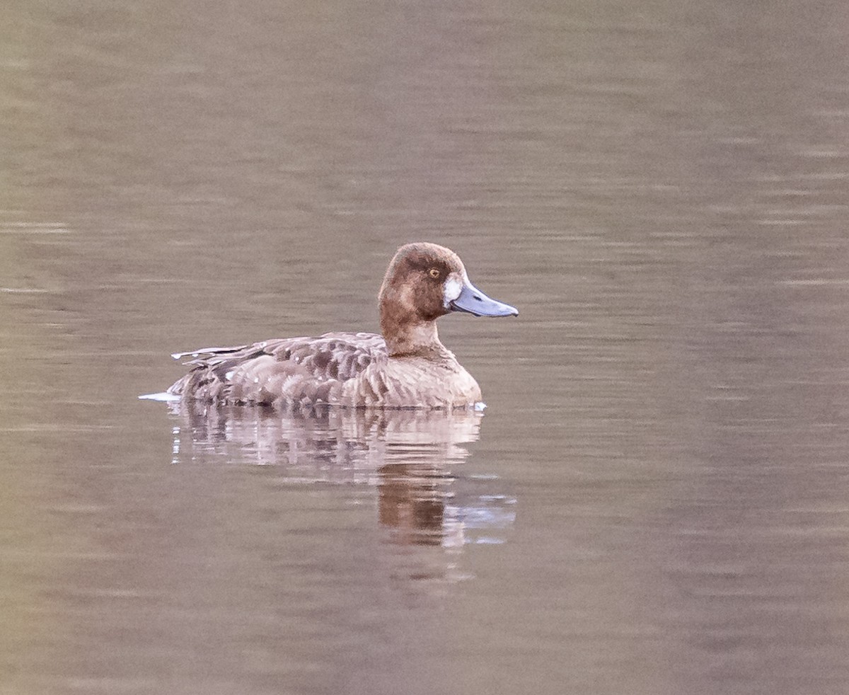 Greater Scaup - ML617790206