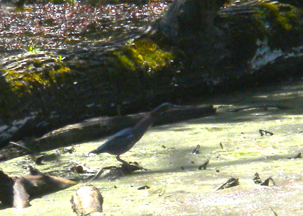 Green Heron - Rick Keyser