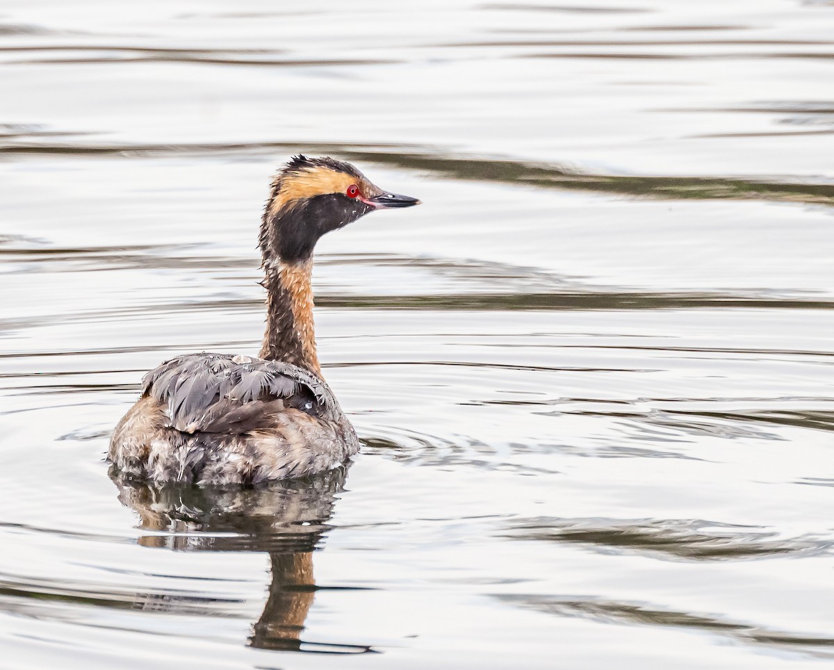 Horned Grebe - ML617790223