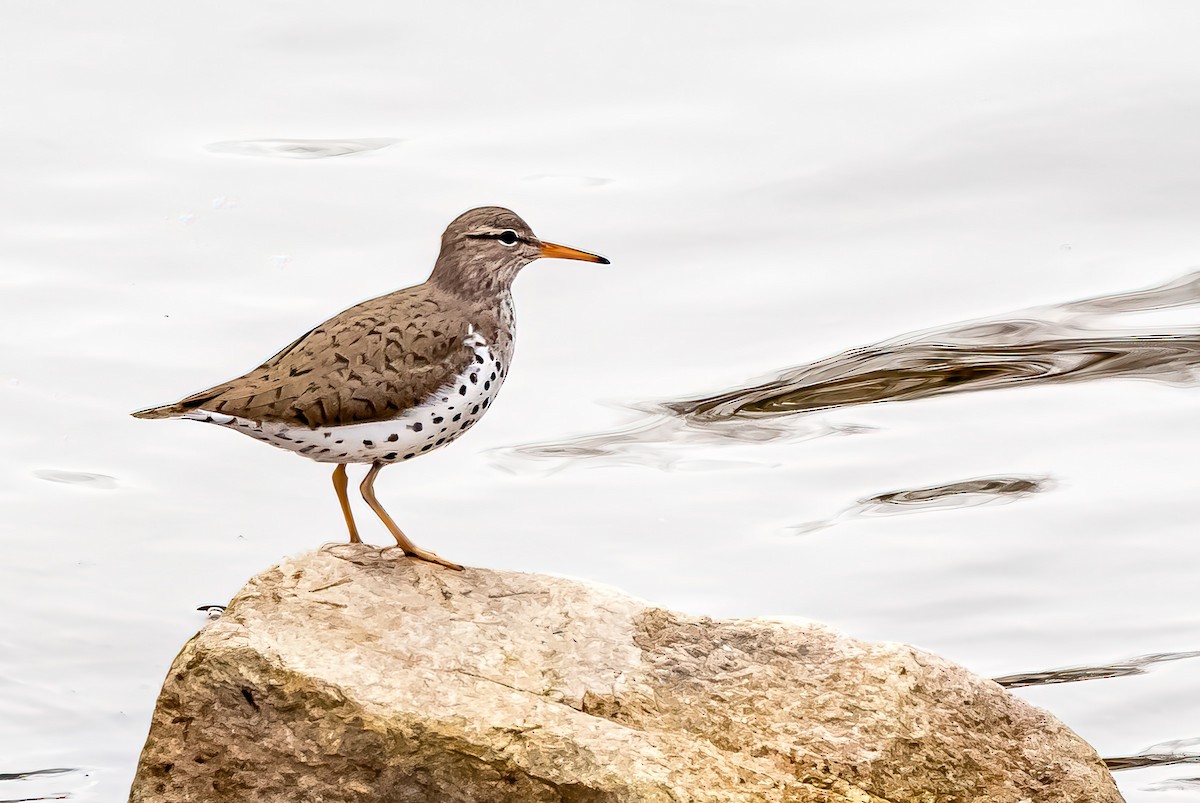 Spotted Sandpiper - ML617790232