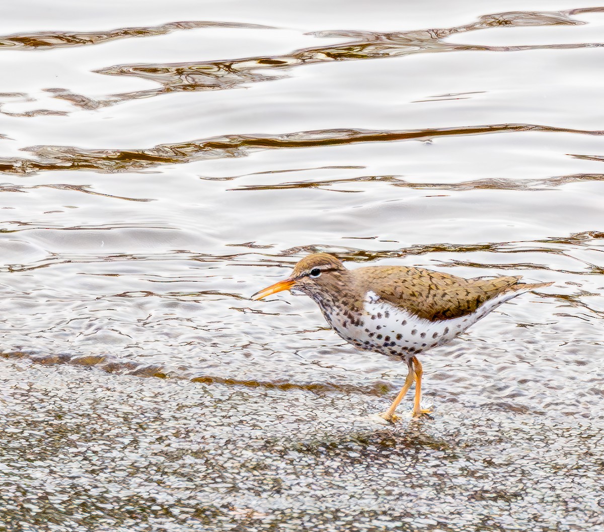 Spotted Sandpiper - ML617790233