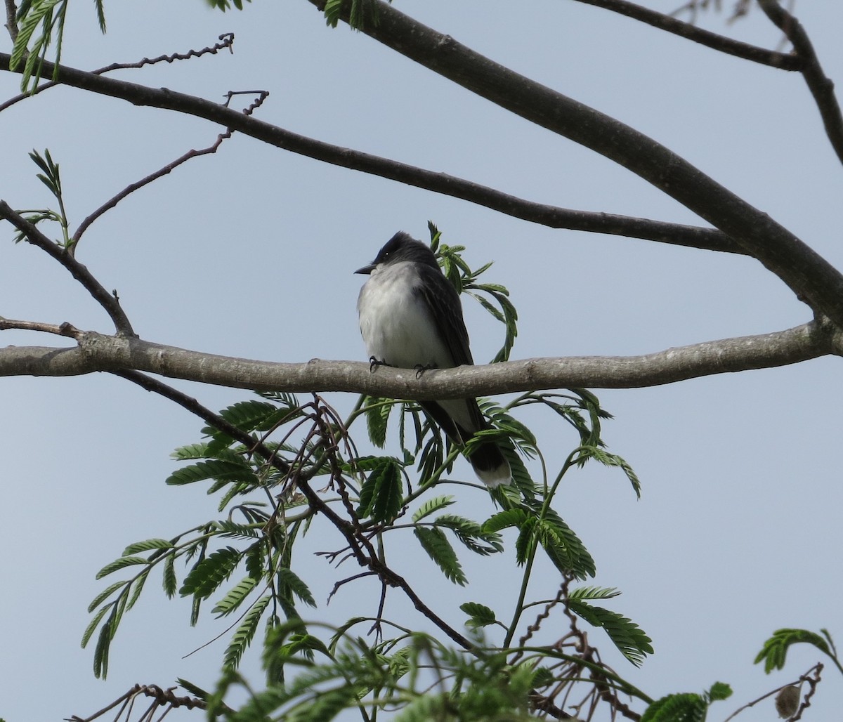 Eastern Kingbird - carolyn mcallaster