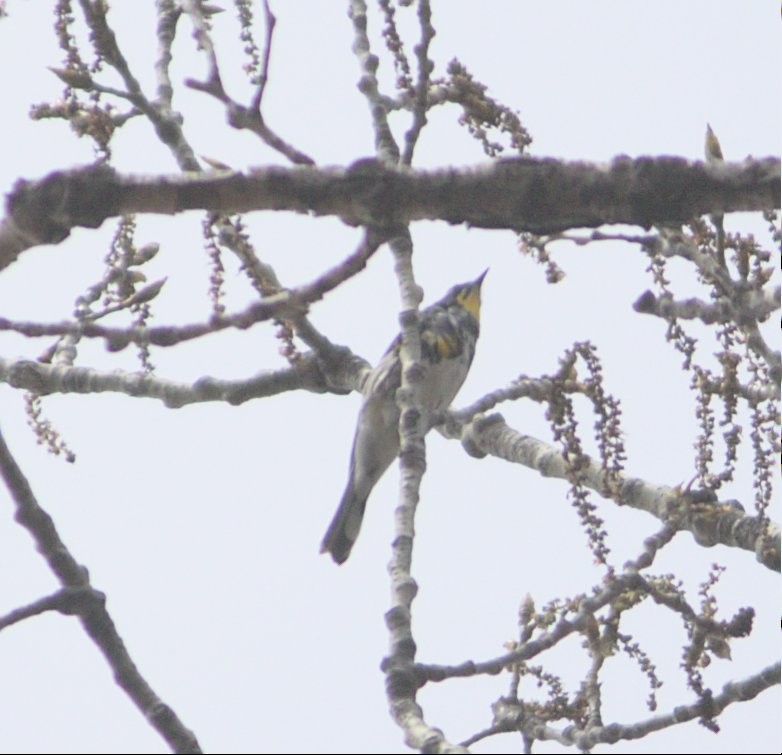 Yellow-rumped Warbler (Myrtle x Audubon's) - ML617790250