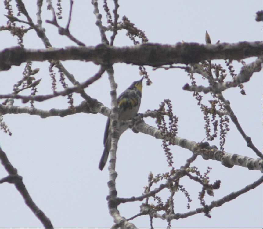 Yellow-rumped Warbler (Myrtle x Audubon's) - ML617790251
